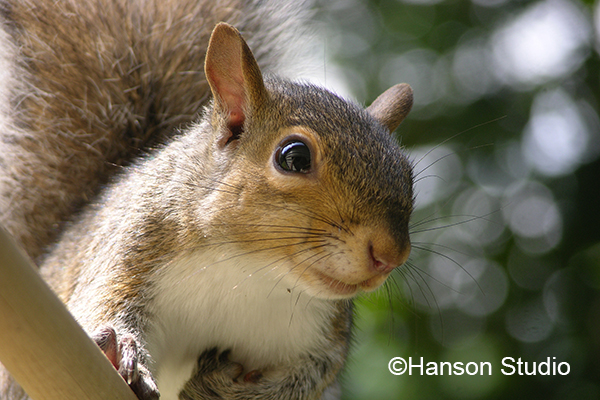 Squirrel - Gray - Closeup